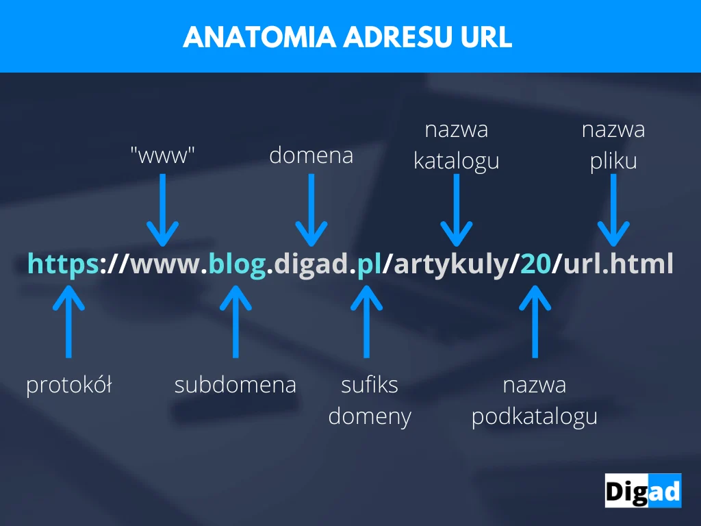 Adres url anatomia